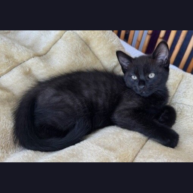 Photo of Pickle (Was Zorro)