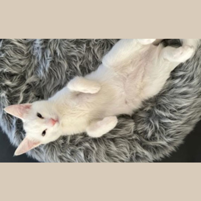 Photo of Miette