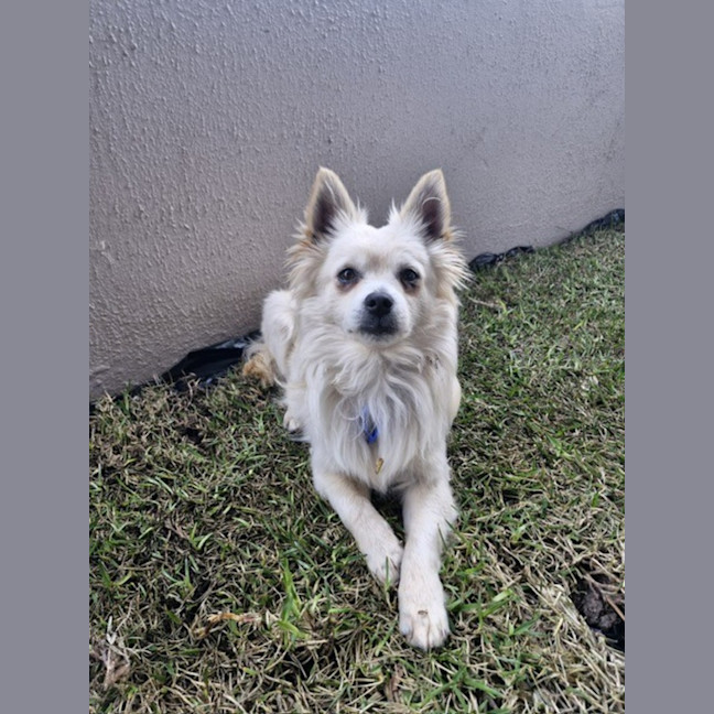 Photo of Dumpling   10 Month Old Pomeranian X Spitz