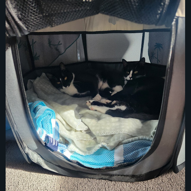 Photo of Lucy & Fletch