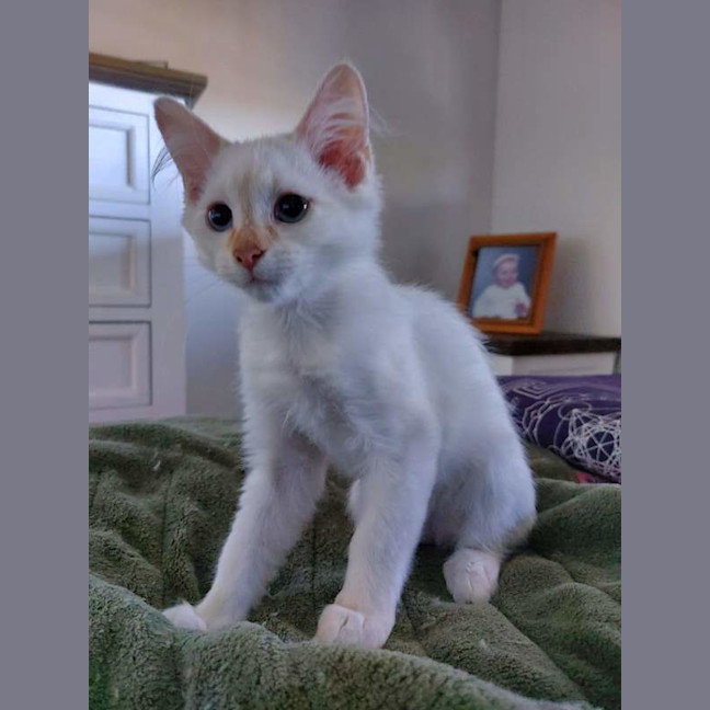 Photo of Boo