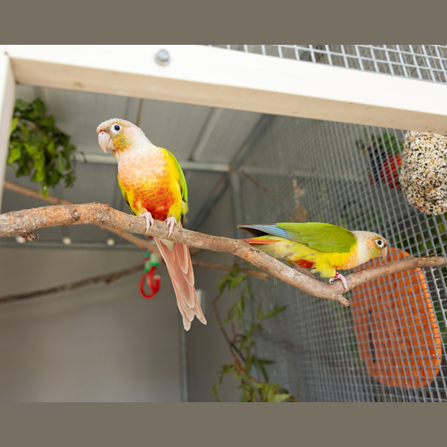 Photo of Pinky