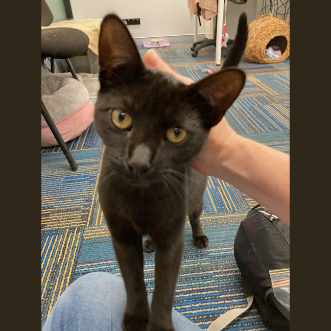 Photo of Shadow