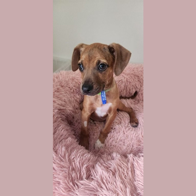 Photo of Paisley   5 Month Old Kelpie X Jack Russell