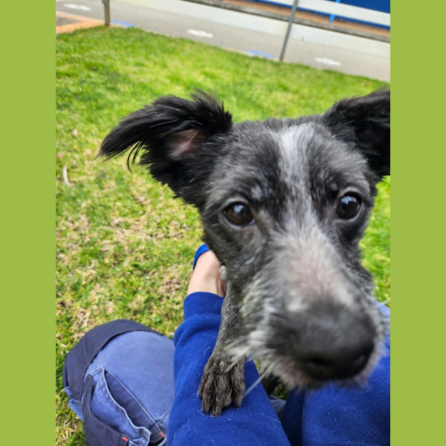 Photo of Pepper
