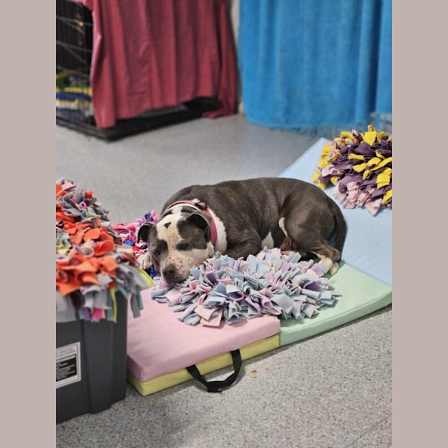 Photo of Baloo