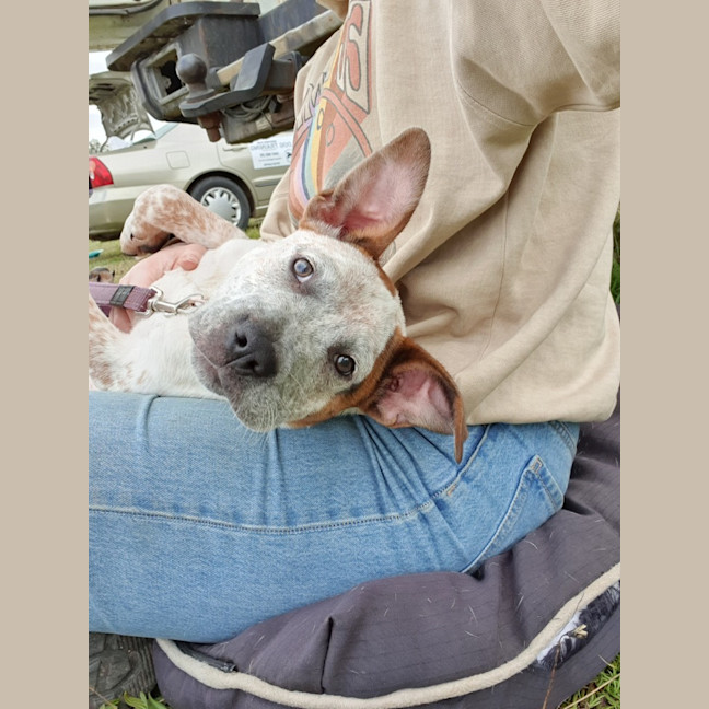 Photo of Muffin