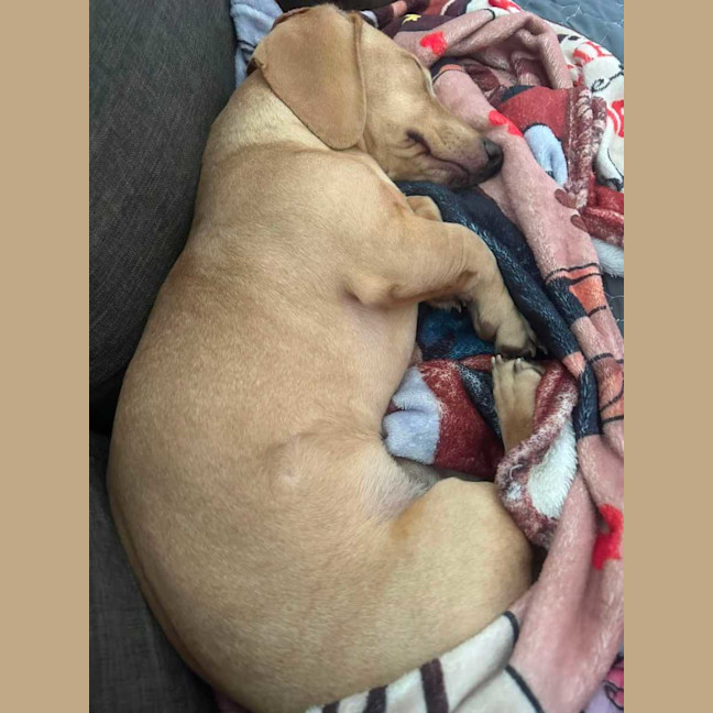 Photo of Archie