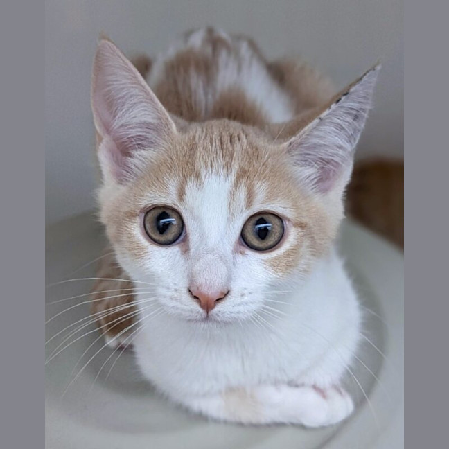 Photo of Rosemary
