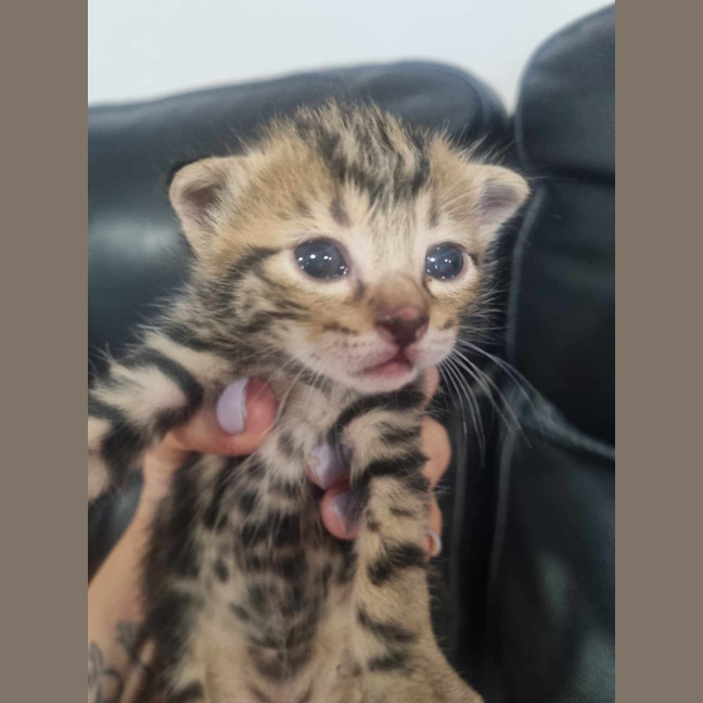 Photo of Kaos (Khan)