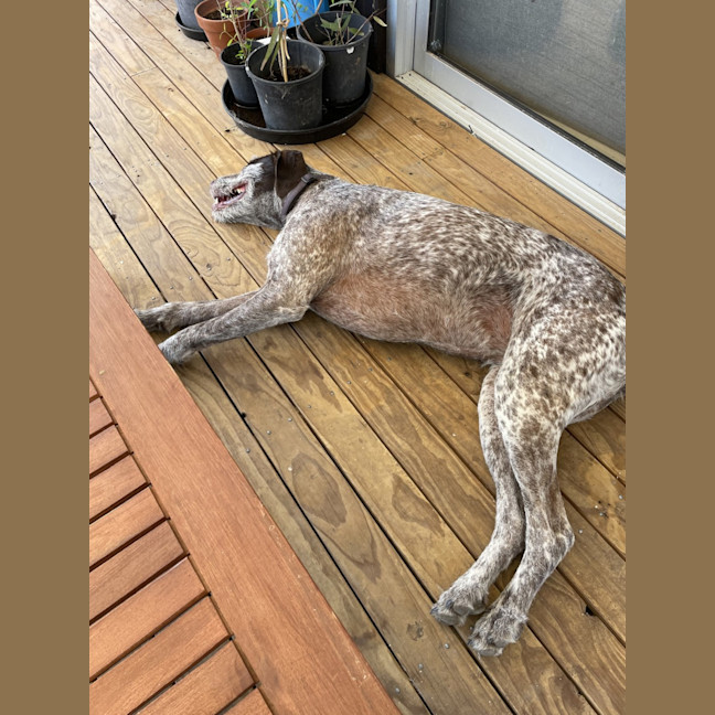 Photo of Daisy