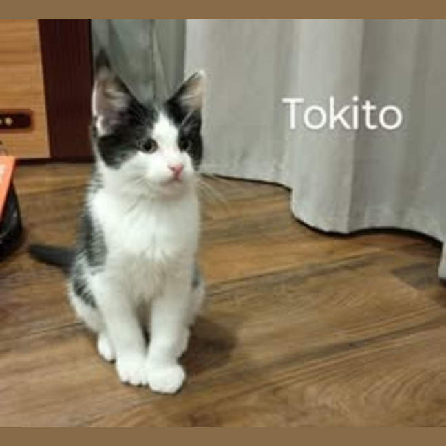 Photo of Tokito