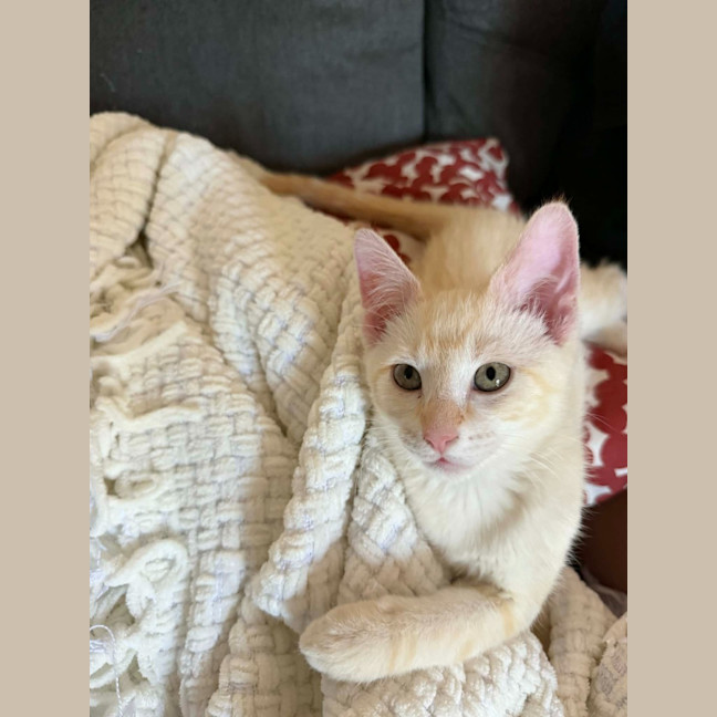Photo of Misty (K73)