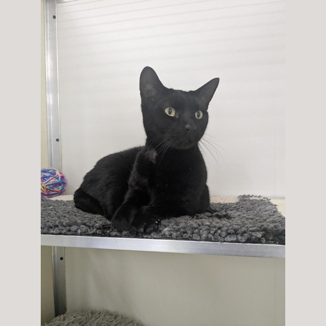 Photo of 🐈‍⬛ Freddie 7412 🐈‍⬛