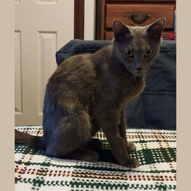 Photo of Puss Puss   1 Year Old Russian Blue