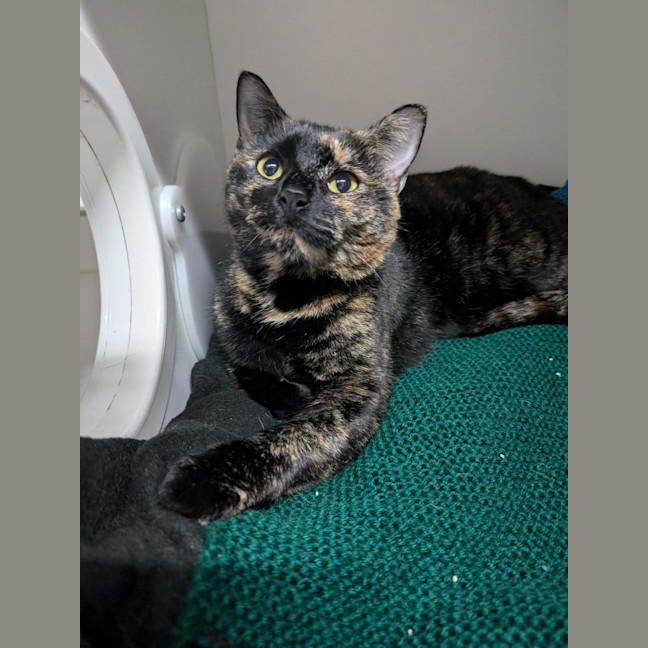 Photo of Tuppence