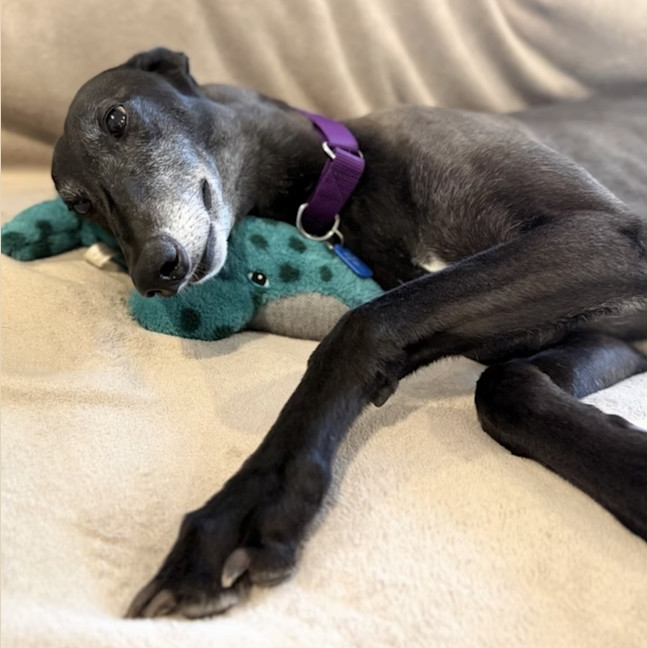 Photo of Shyla