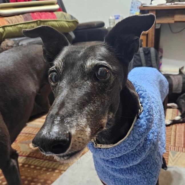 Photo of Bonnie