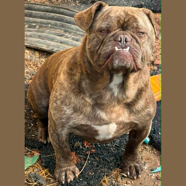 Photo of Pepsi