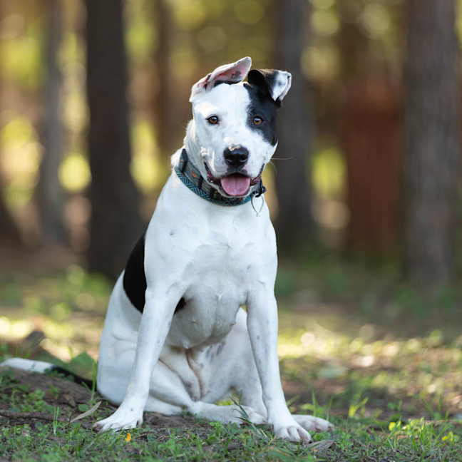 Photo of Nova