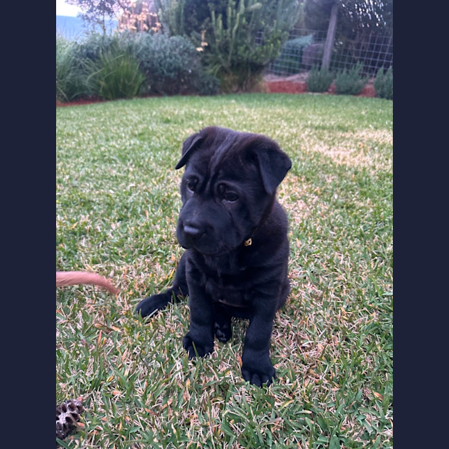 Photo of Flint