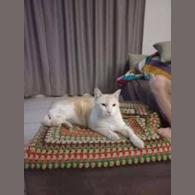 Photo of Simba