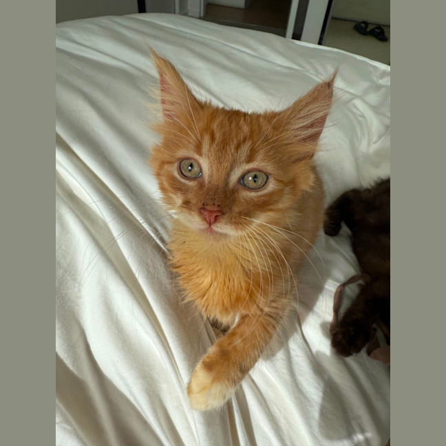 Photo of Wallaby & Wombat