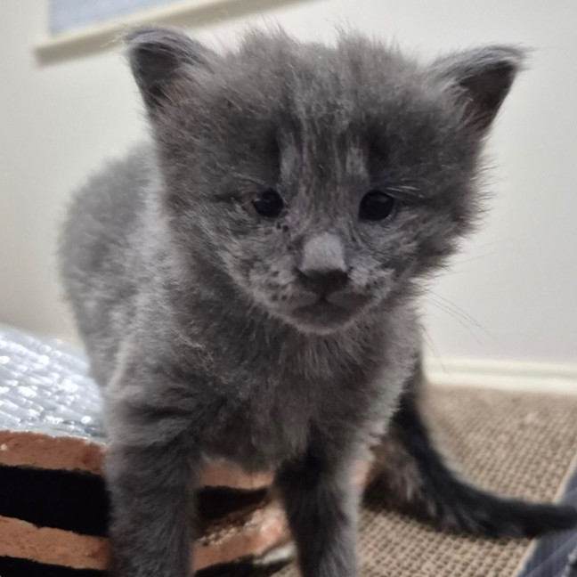 Photo of Willow