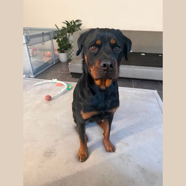 Photo of Nala