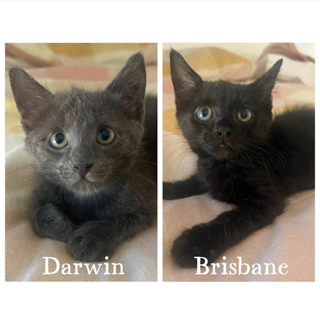 Photo of 11826/30   Darwin & Brisbane