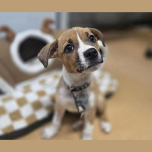 Photo of Chestnut