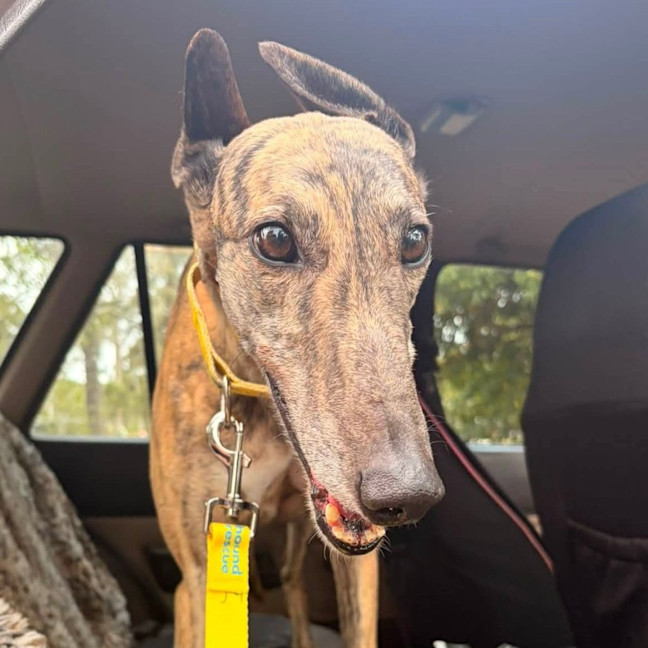 Photo of Shelley The Greyhound