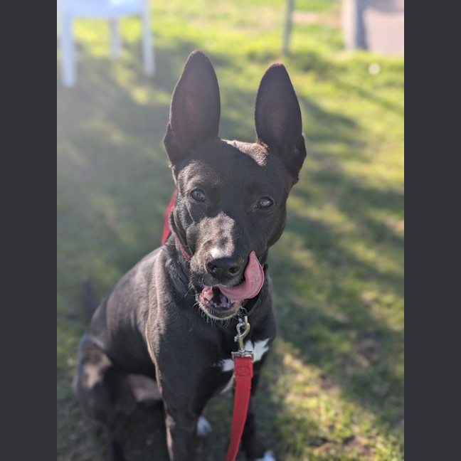 Photo of Amber