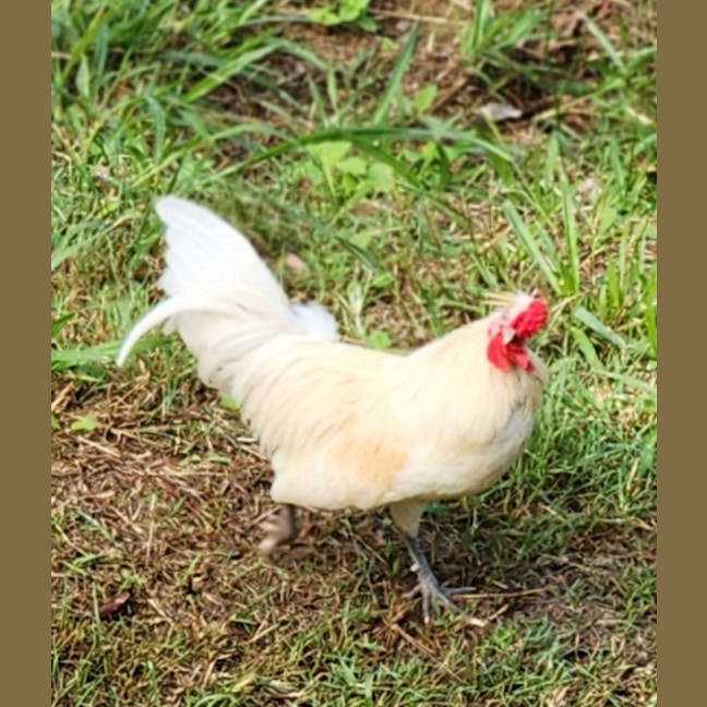 Photo of Sprout The Rooster