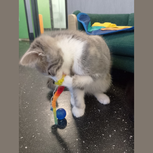 Photo of Gypsy (Tina Turner )