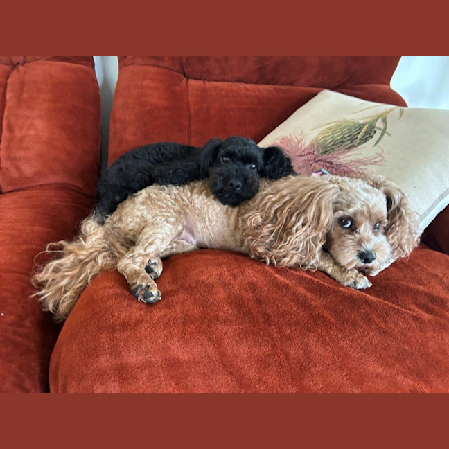 Photo of Sherlock And Willow Picton