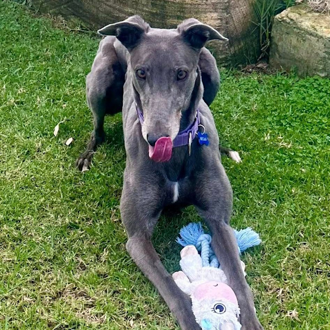 Photo of Megan The Greyhound