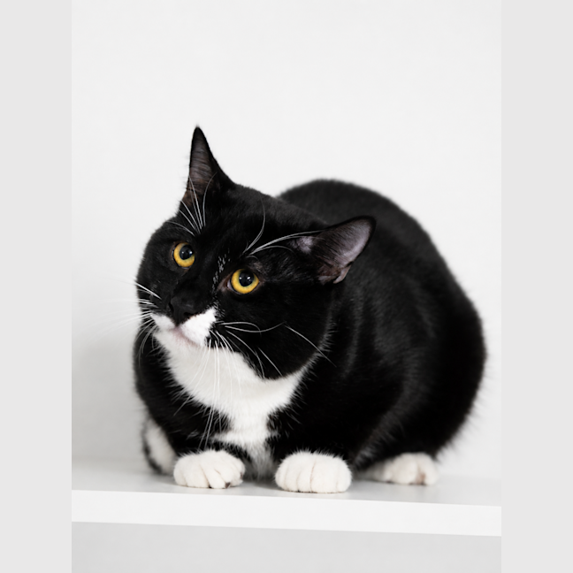 Photo of Squiggle