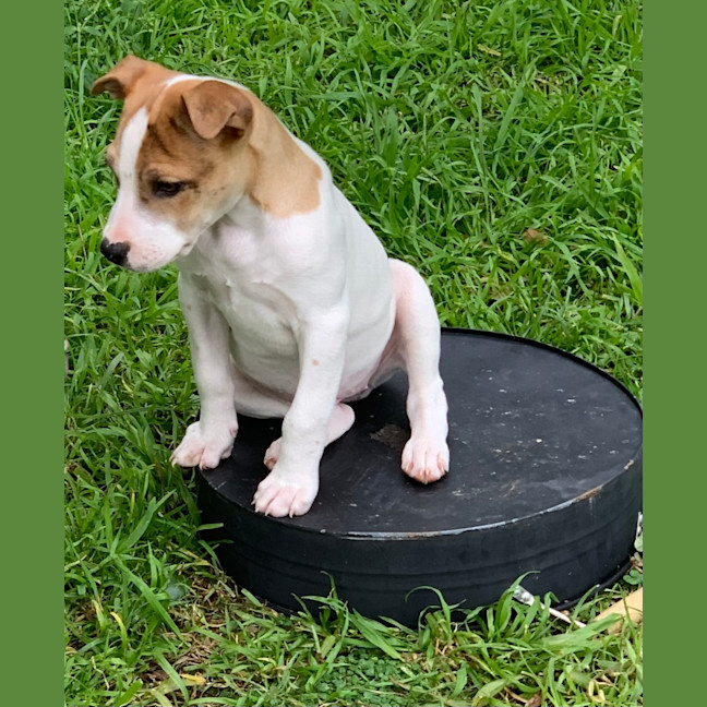 Photo of Luna 🩷🐶🩷