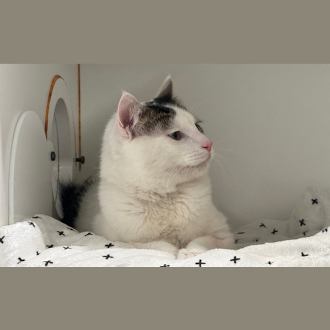 Photo of Snowy