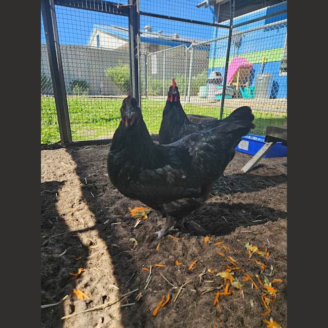 Photo of Oreo