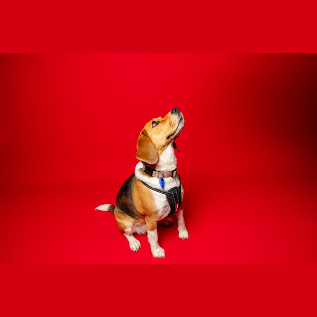 Photo of Hart   4 Year Old Beagle