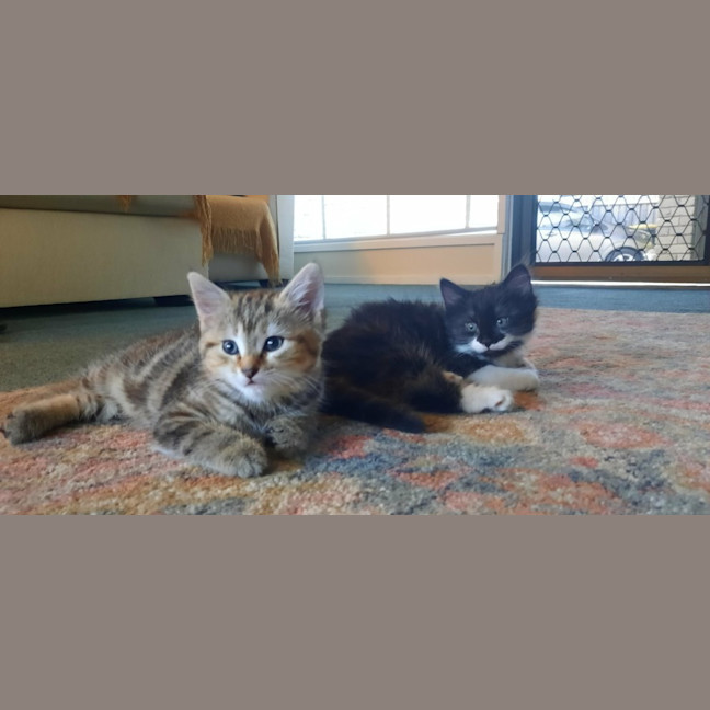 Photo of April *9 Lives Project Rescue*