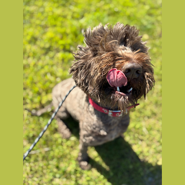 Photo of Rocket