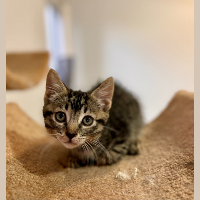 Photo of Ziggy Stardust