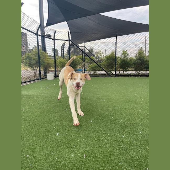 Photo of Gromit Imp 1418