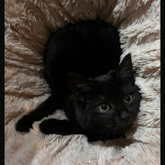 Photo of Shortcake