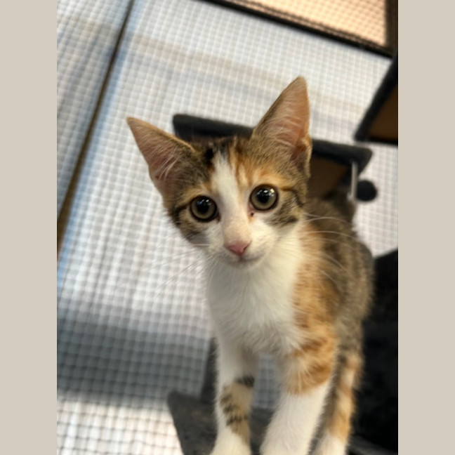 Photo of Biscuit