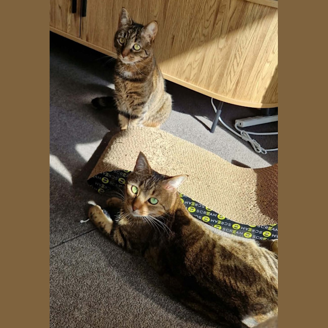 Photo of Daisy & Lilach 