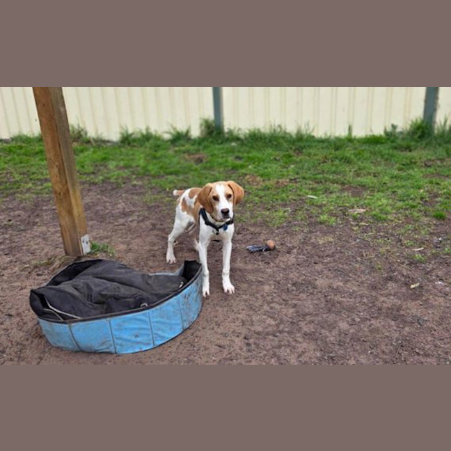 Photo of Goose